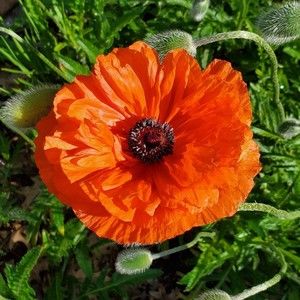 Meet your Posher, Marci